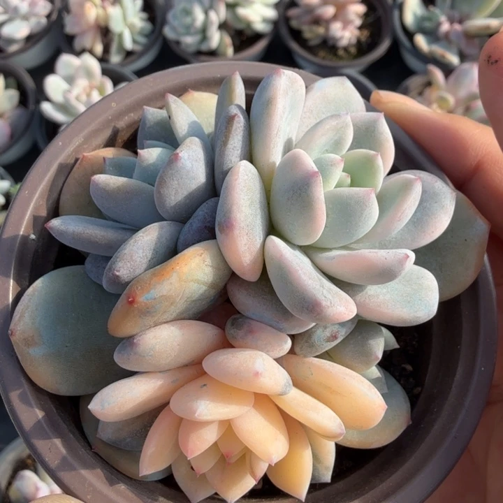 橙梦露锦腹轮锦底座群