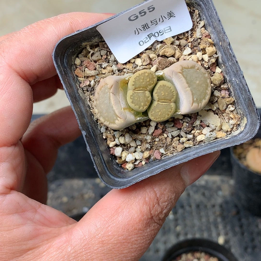 G55多肉植物保护研究所