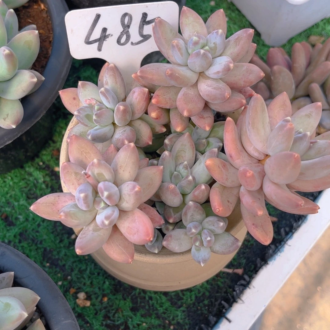 折**、485fghhhhhhhjjjn