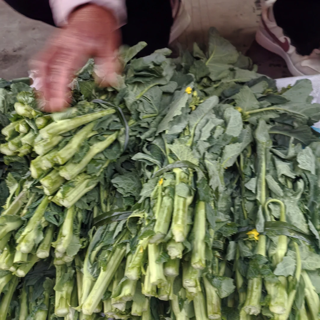 云南高原山货～油菜尖