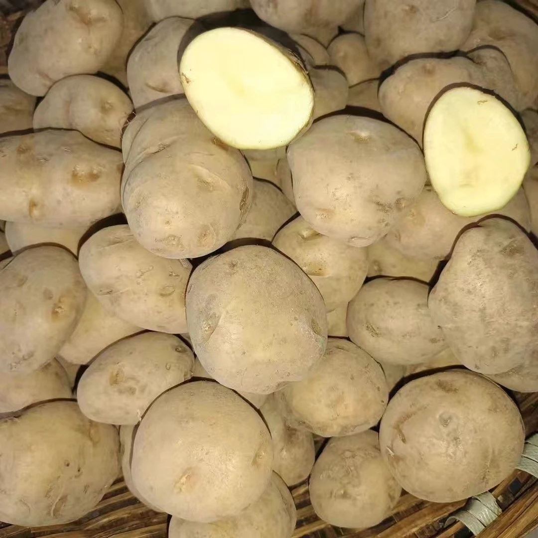 贵州威宁老品种黄皮黄心米拉洋芋农家自种当季又糯又粉土豆