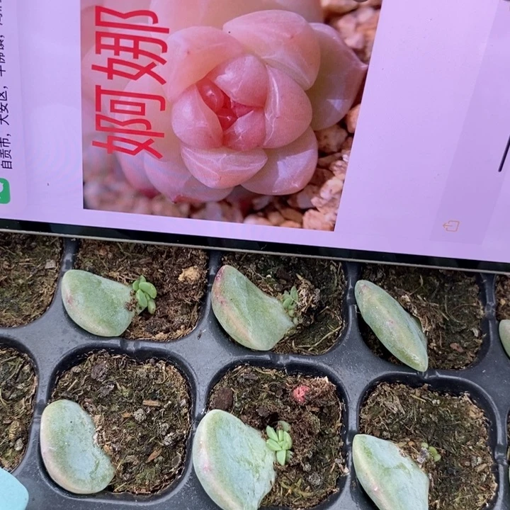 穴盘婀娜芽苗一个多肉