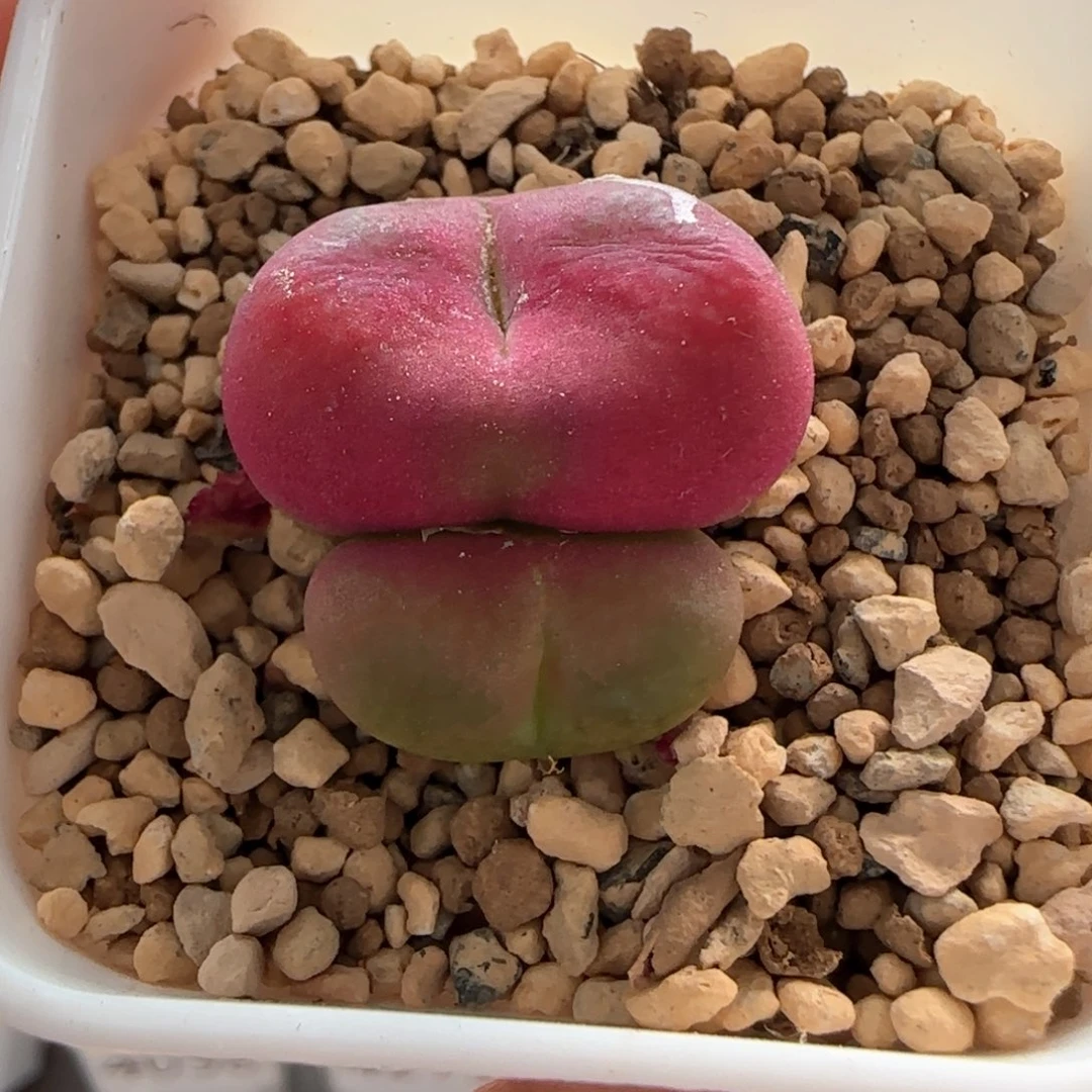 大白多肉植物4113
