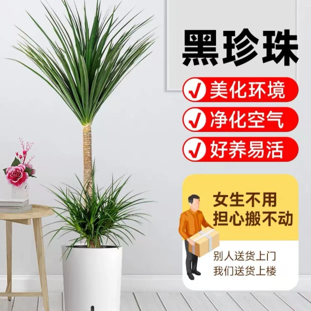 黑珍珠造型龙血树盆栽室内绿植客厅净化空气办公室好养植物龙须树