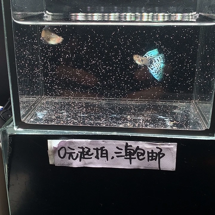 孔雀鱼银河白蛇一对