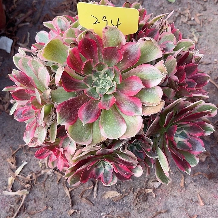 294一颗男神法师多肉