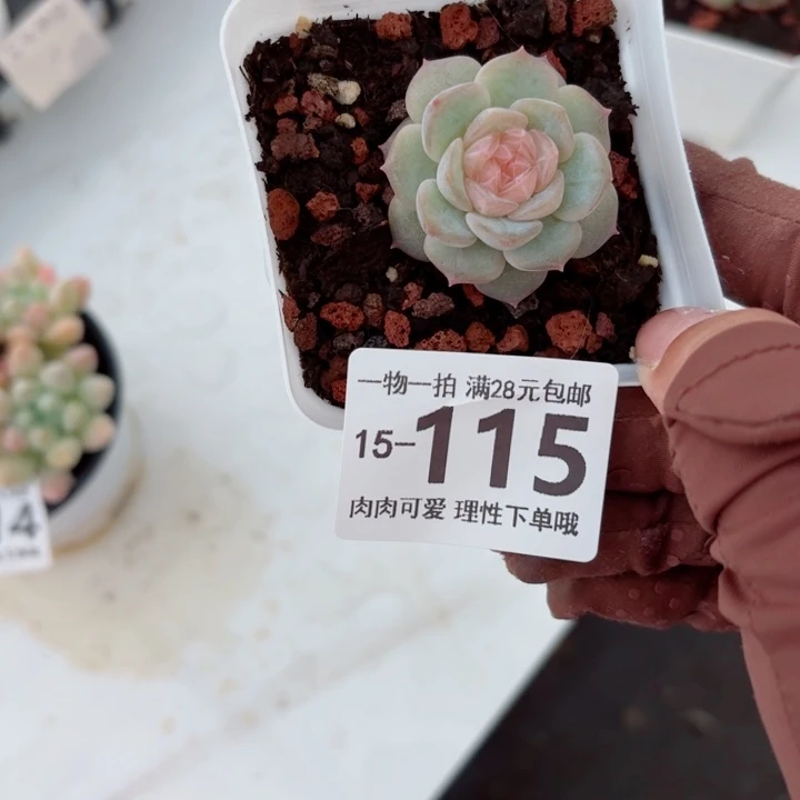 优选珍妮无盆土发货多肉多