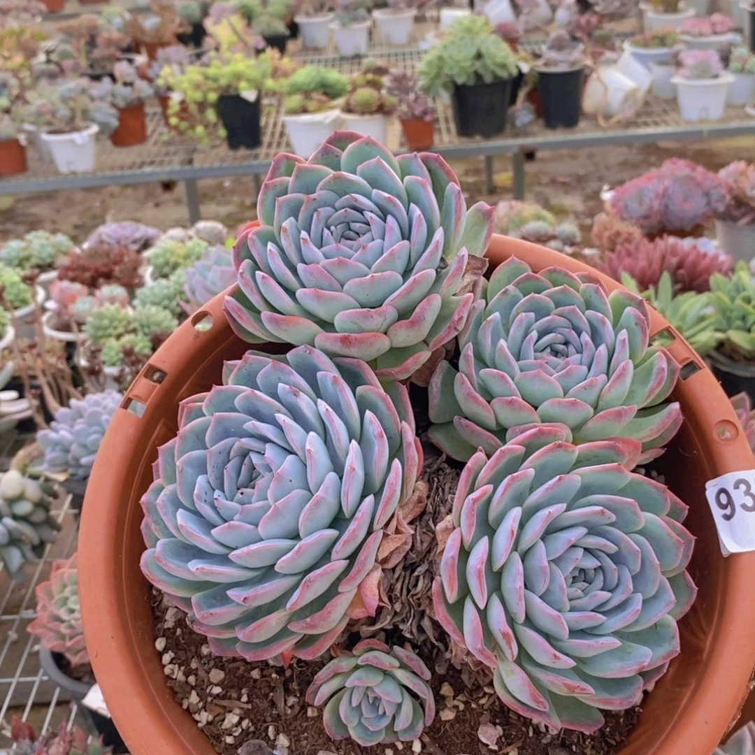 9390莎莎女王一物一拍