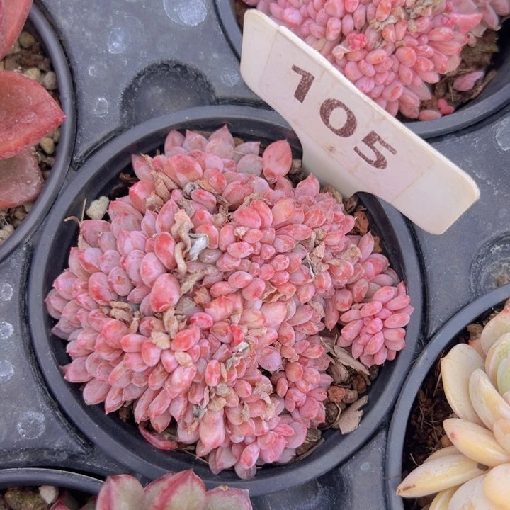 健健康康平平安安