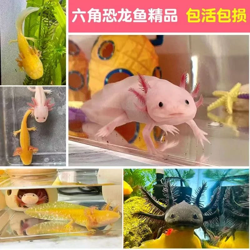 【六角恐龙鱼】美西螈蝾螈自来水可养好养耐活观赏鱼小宠物娃娃鱼