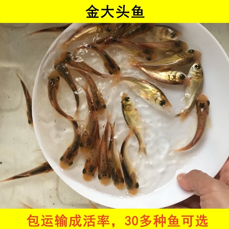 金大头鱼金花鲢鱼金鳙鱼红大头鱼观赏养殖宠物水族小鱼淡水活体鱼