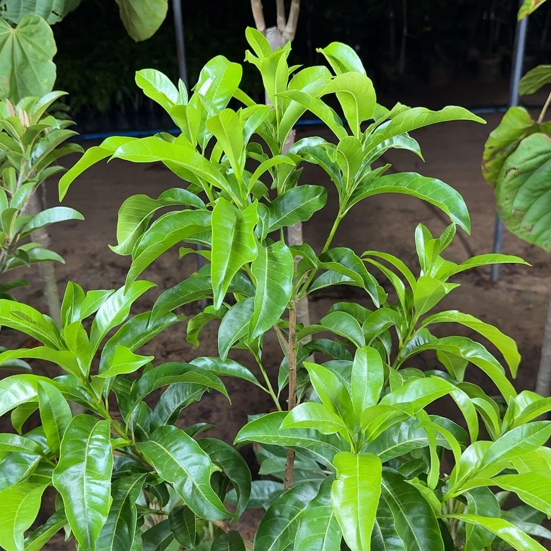 美***品当前无花栽培后可以开花黄晶果
