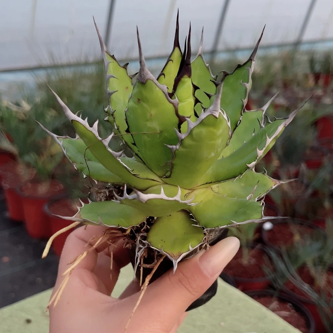 多肉植物多肉植物