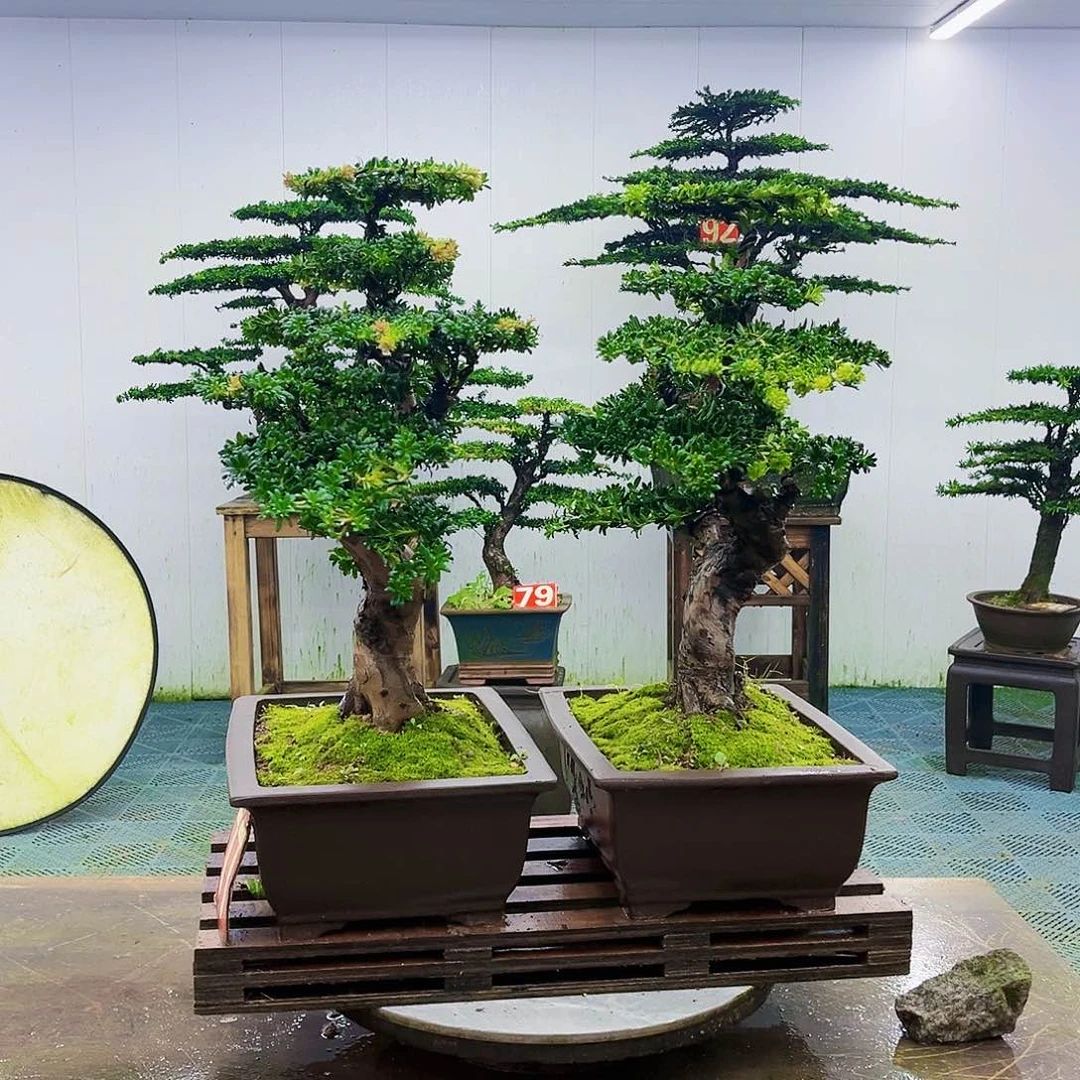 完全开放罗汉松盆景艺术