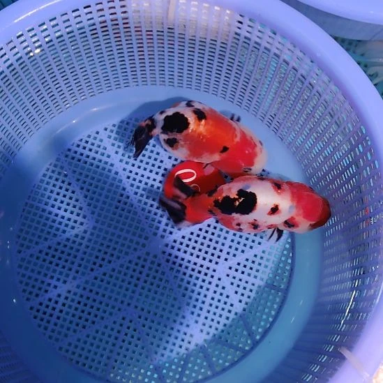 金鱼083兰寿两只特价顺丰包邮