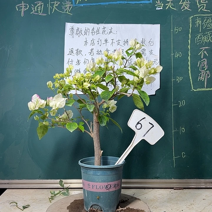 完全开放 口红 粗杆  67