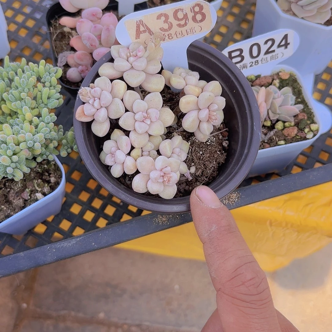 A398丸叶姬秋丽一物一拍