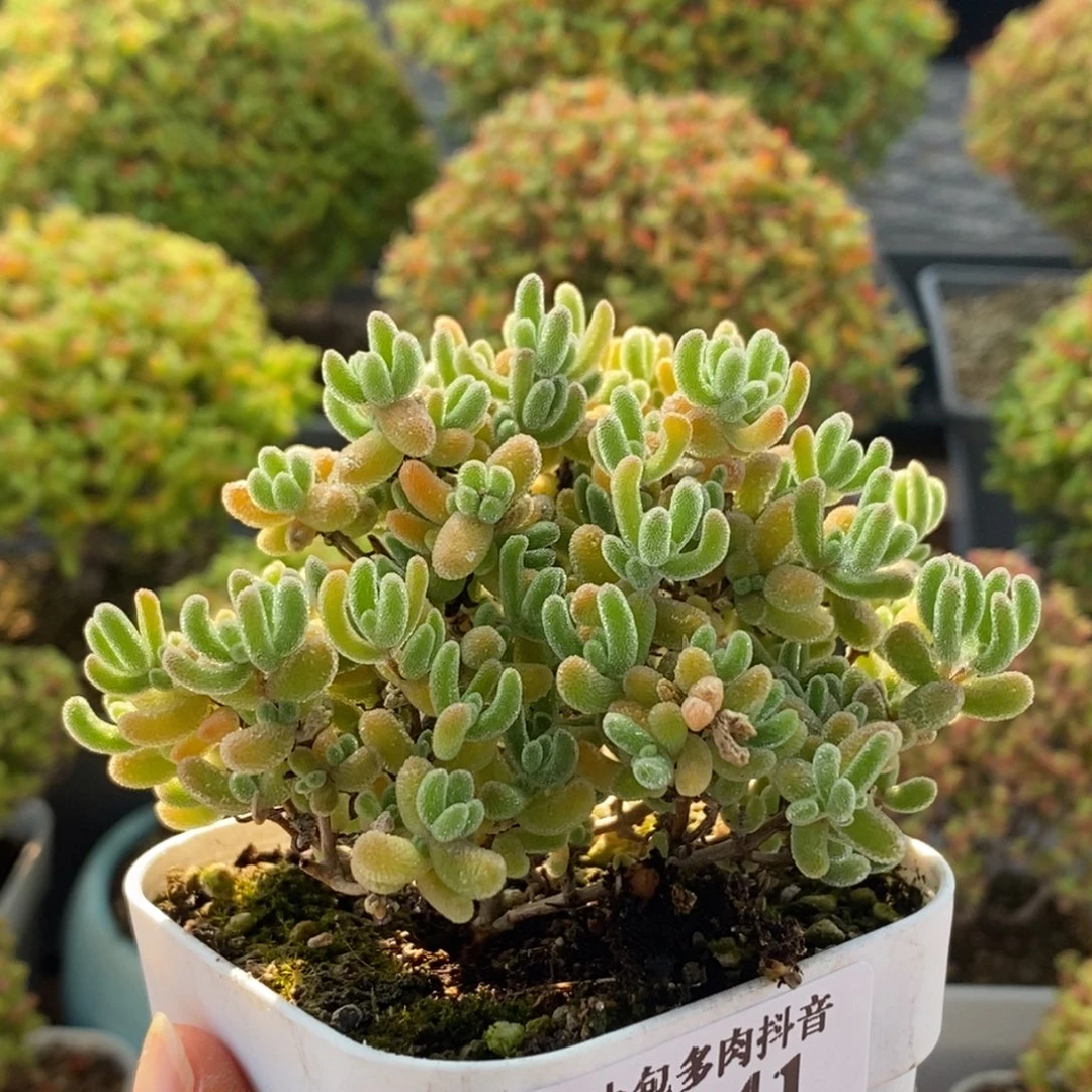 L***i冰橙1841枝干番杏