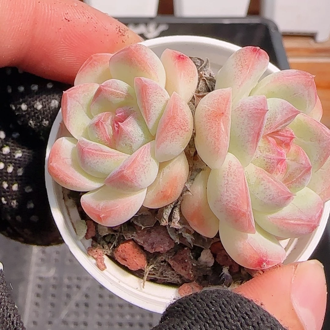 多肉1031--273白桃汽水