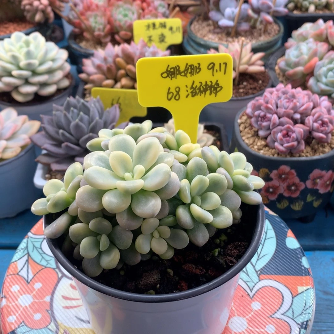 娜****我们家的小仙女们