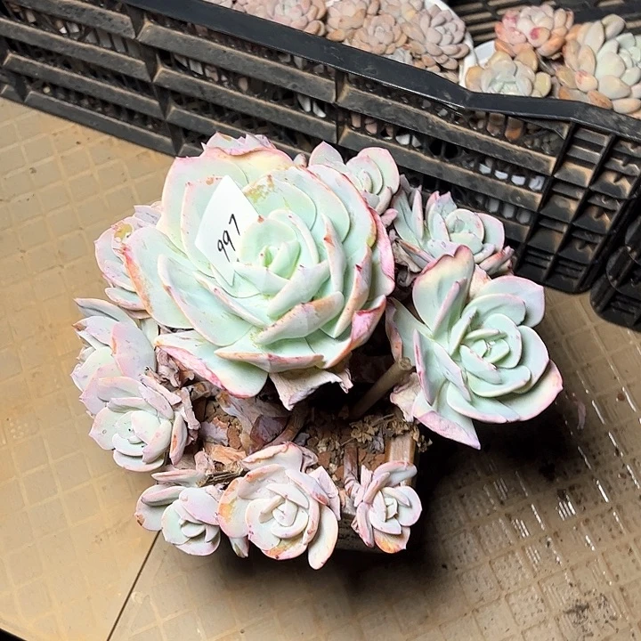 997/////////////////