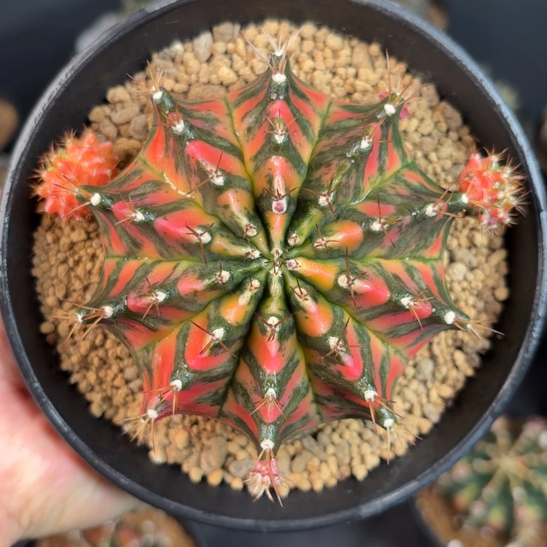 泰系米哈名品母本350