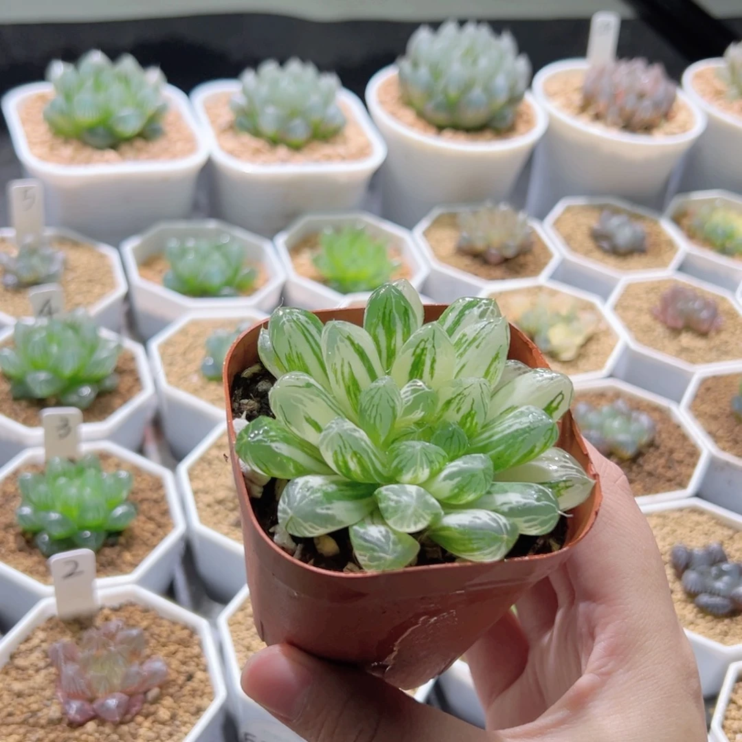 苏锦多肉植物一颗