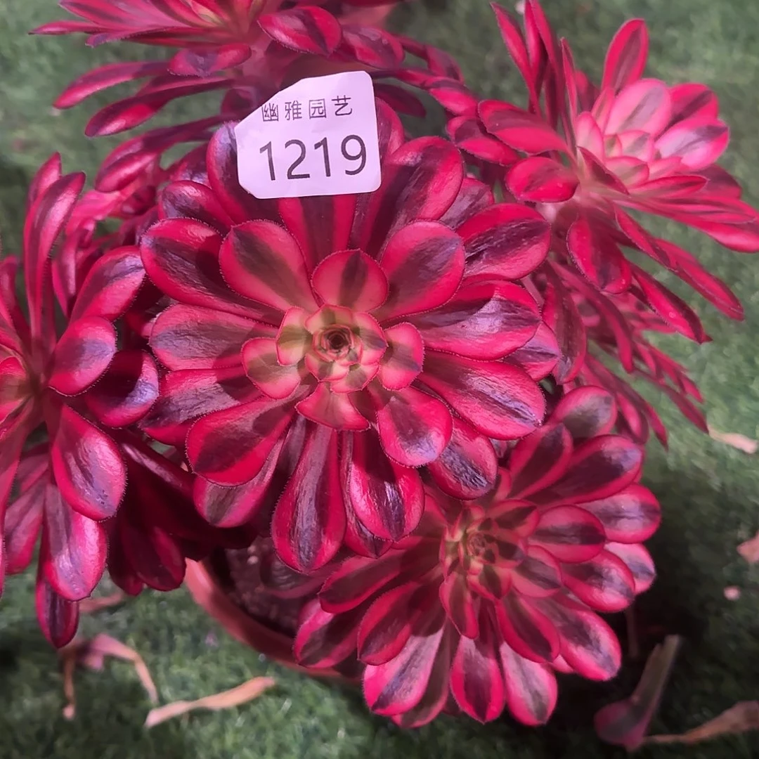 专****瓷多肉植物香奈儿1219