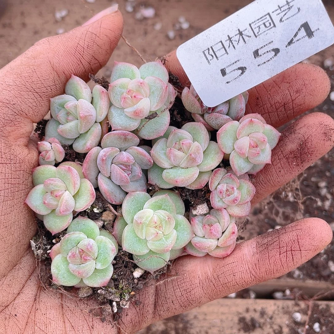 多肉植物多肉植物554