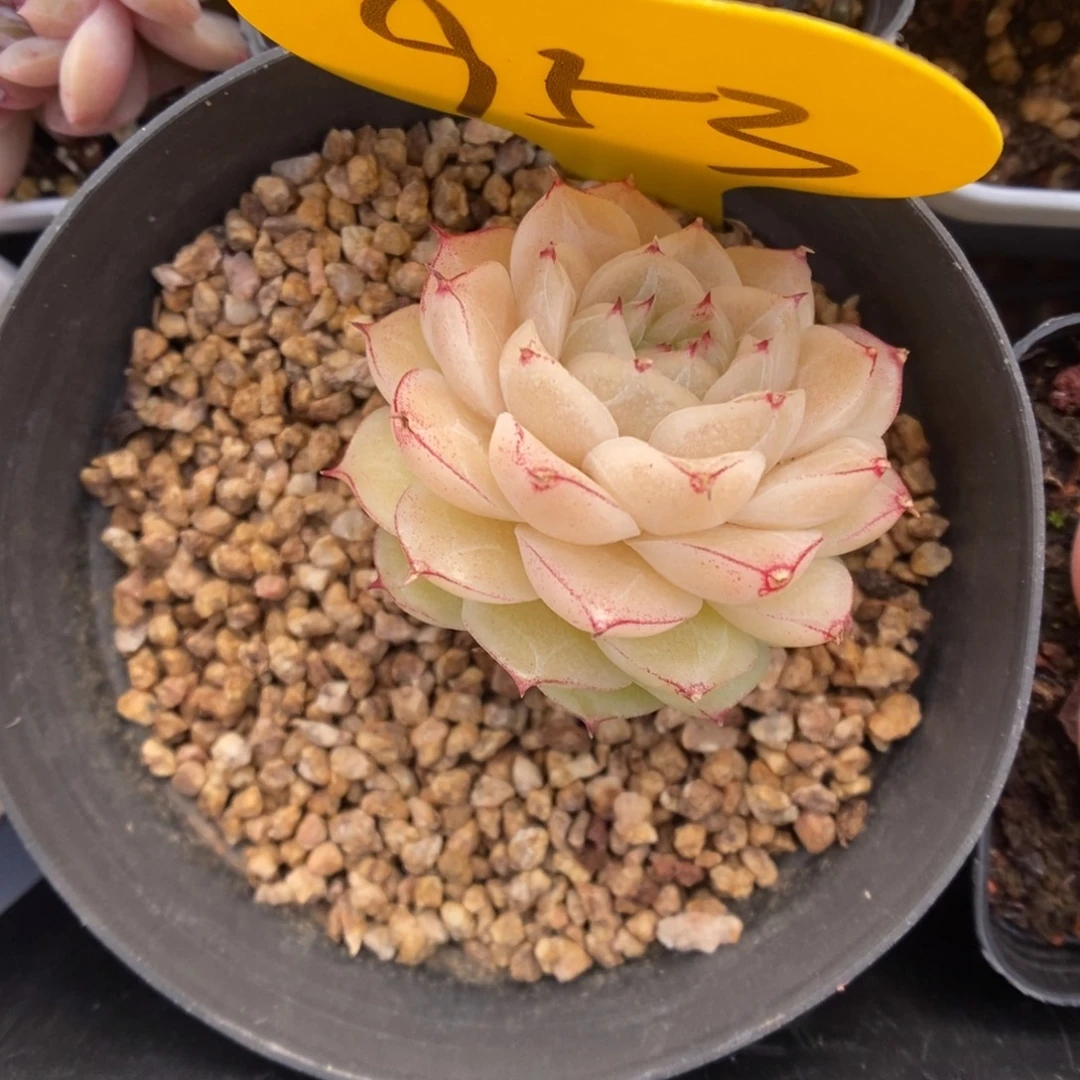 S***3福利麦秆953号。