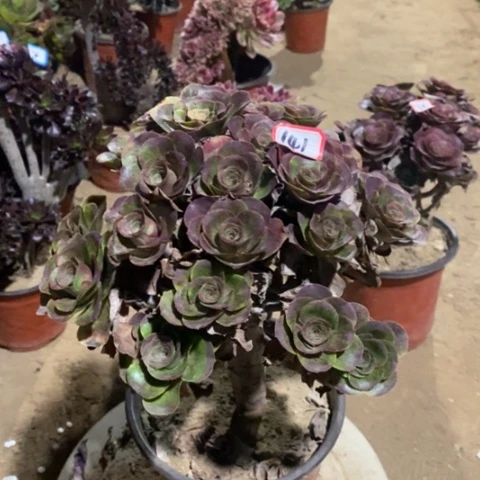 玫金玫瑰一物一拍