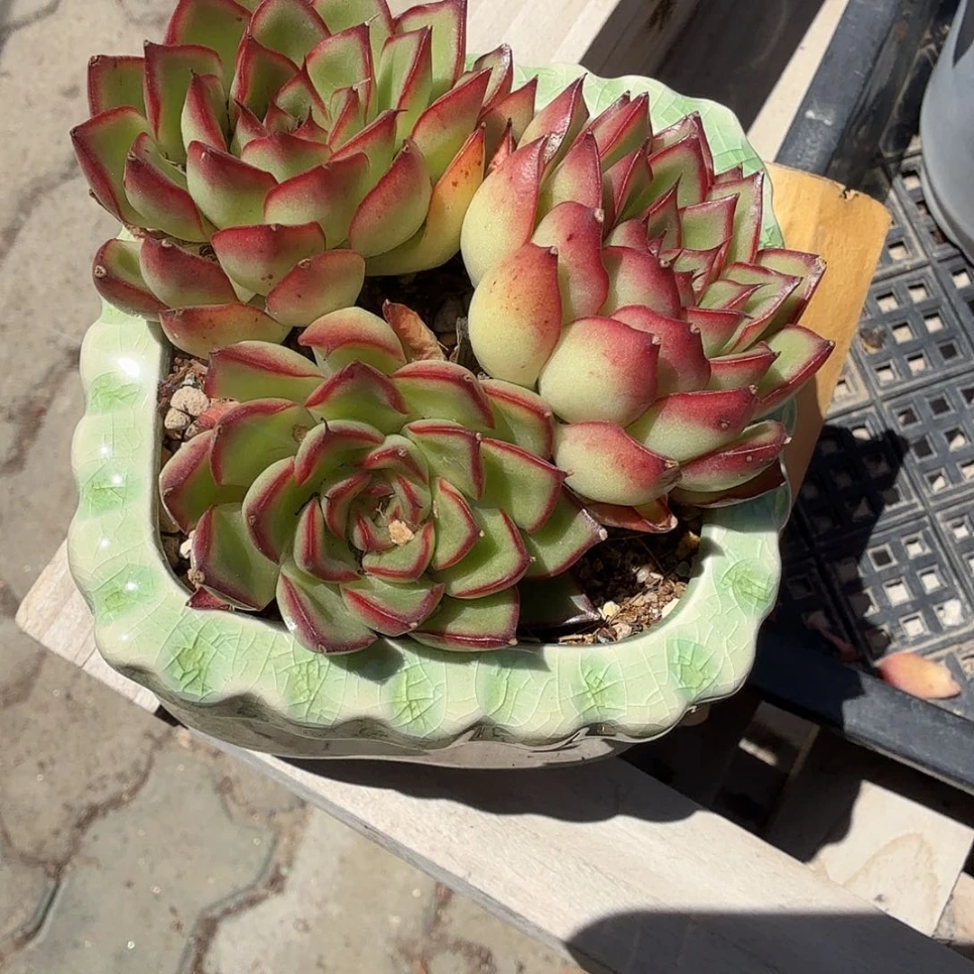 萤火虫带盆多肉植物