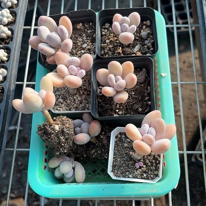 姗**迟fmskdndndkdkdkdjs294