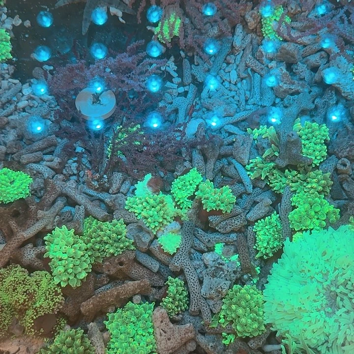 U***雯纽扣珊瑚红奶➕太阳花1111