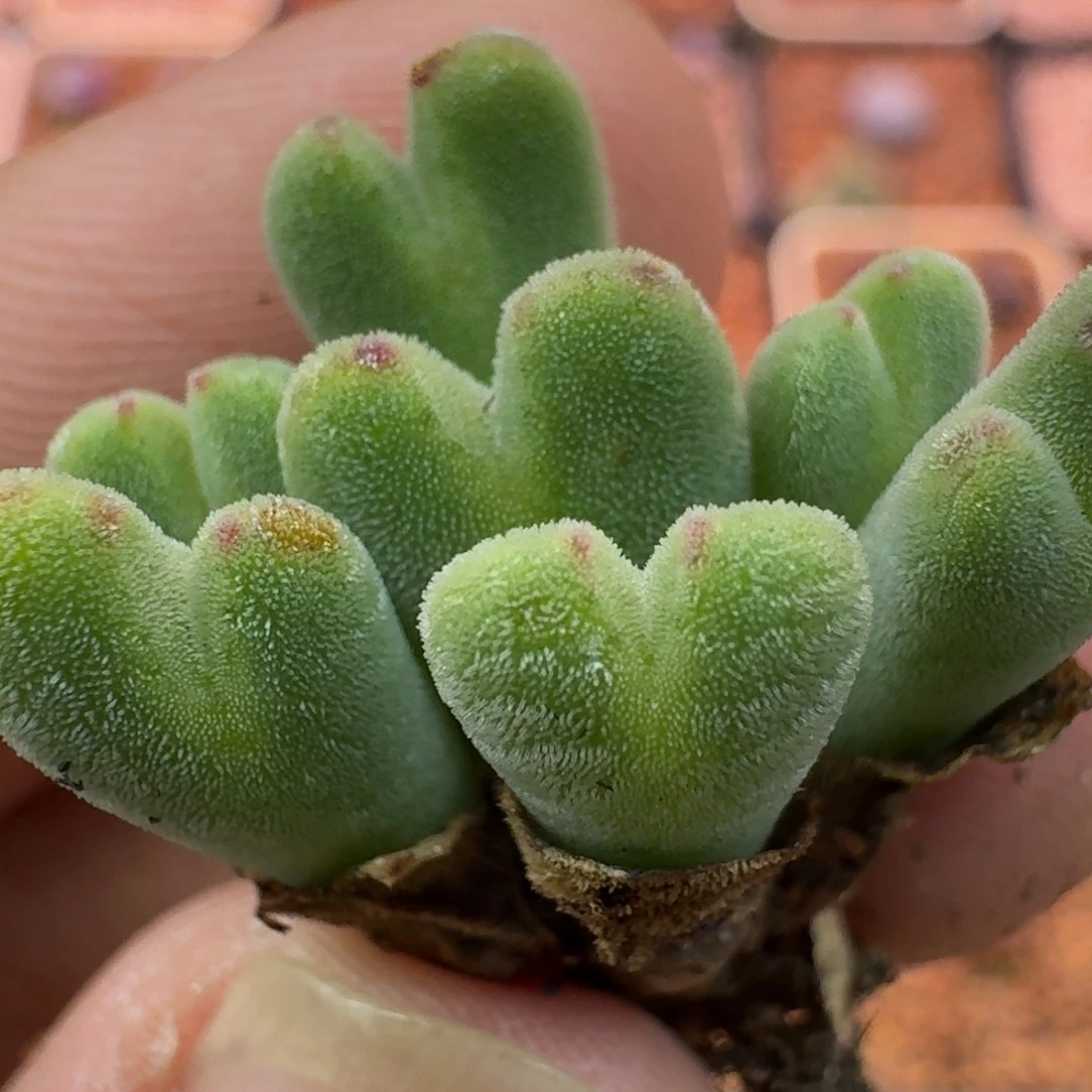 伏***。云缦精品番杏11.6冰晶毛将HM2465