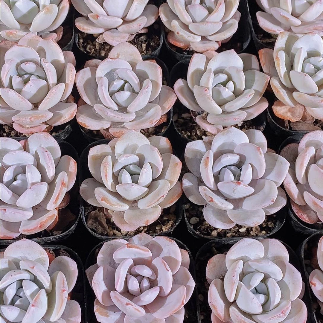 0130-小雪莲单头一颗 量拍