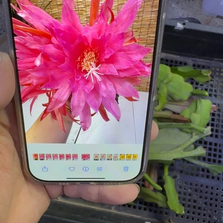 326令箭粉红星球10公分左右到断无售后