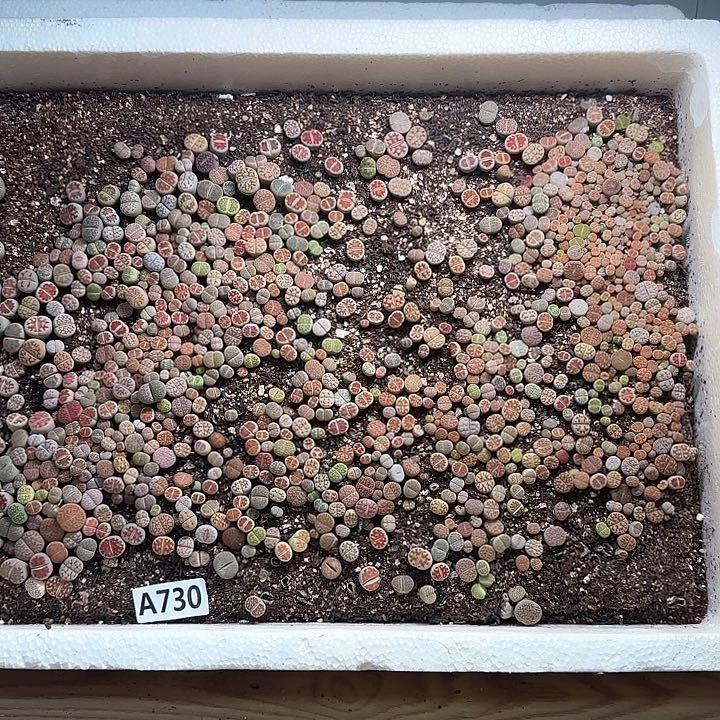 A730 生石花整箱脱土发货