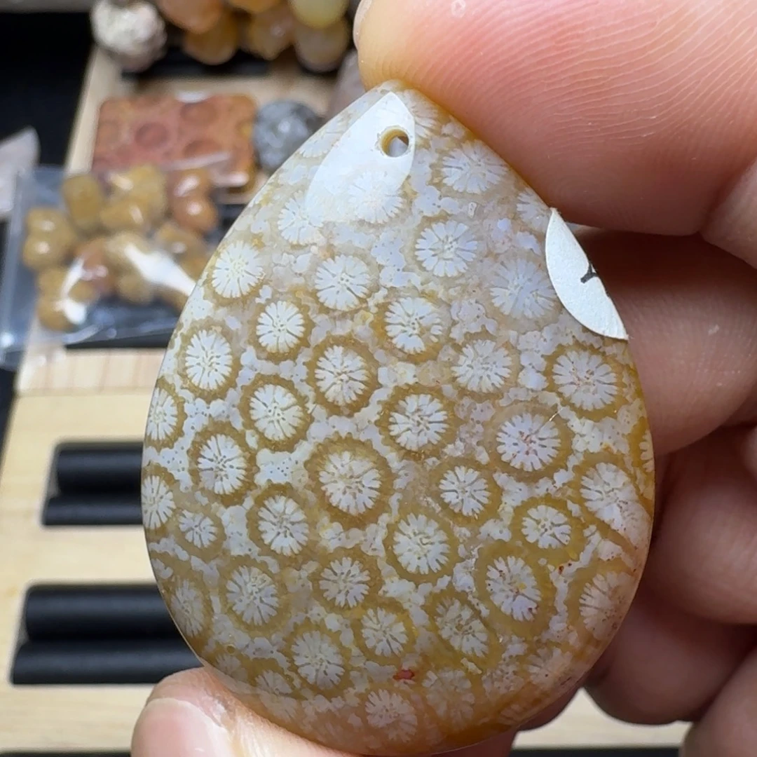 硅化珊瑚（珊瑚玉）未镶嵌纯天然有机玉石保真色
