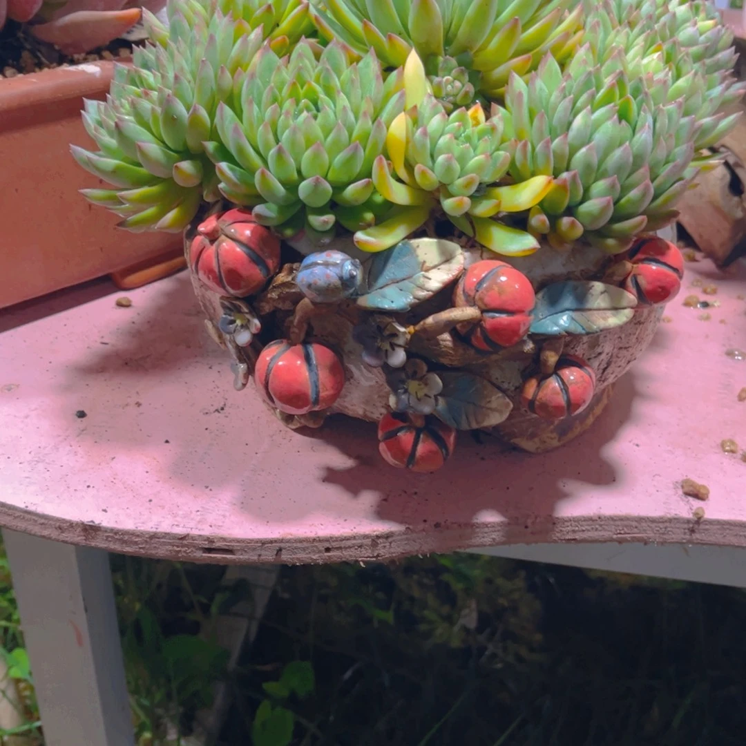 骚***宇多肉植物保护研究所所长