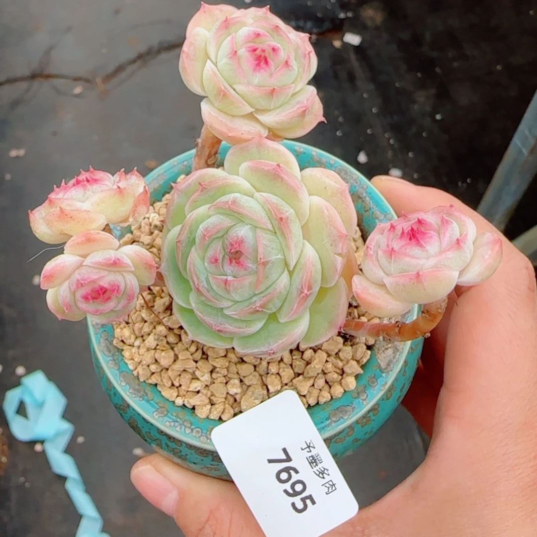 长杆白芷珍妮，7695多肉植物