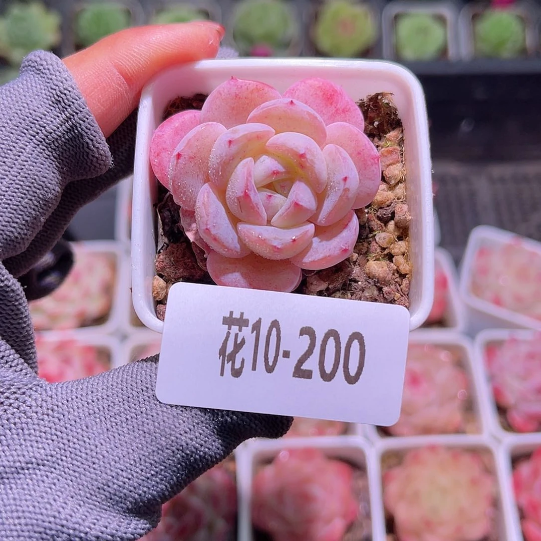 花10-200白纱单头