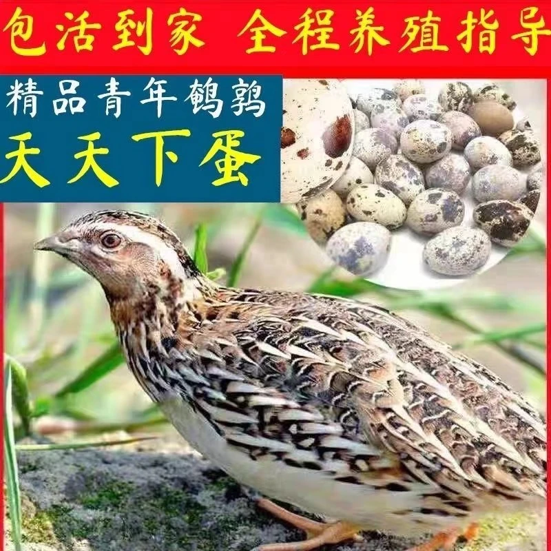 宠物鸡黄羽鹌鹑活体