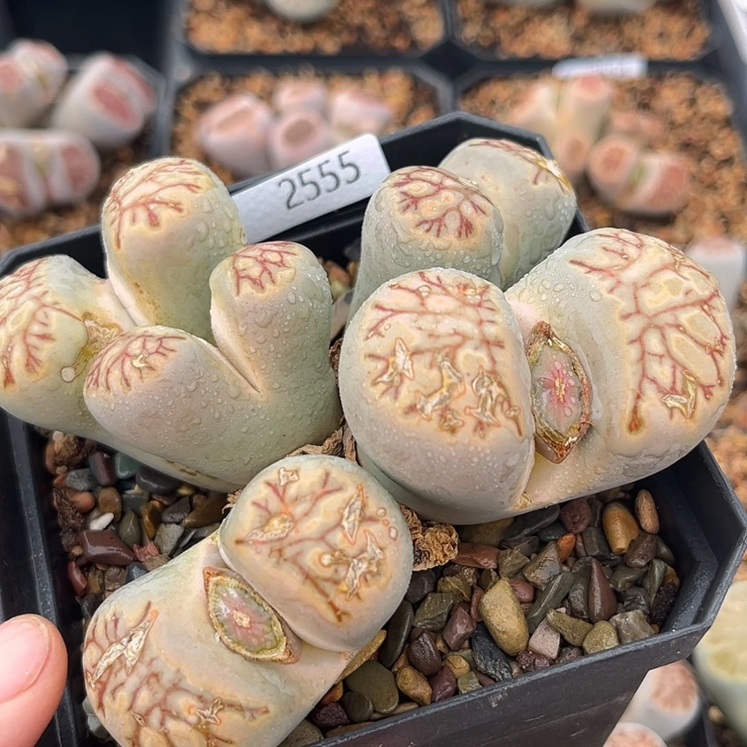 一物一拍菊母本2555绿体红纹化石