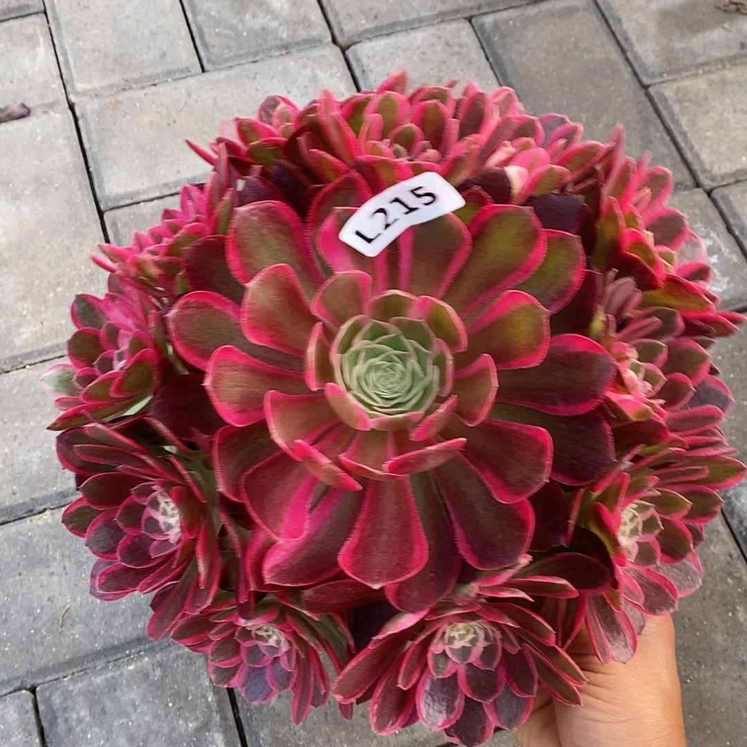 215孔雀翎55555555