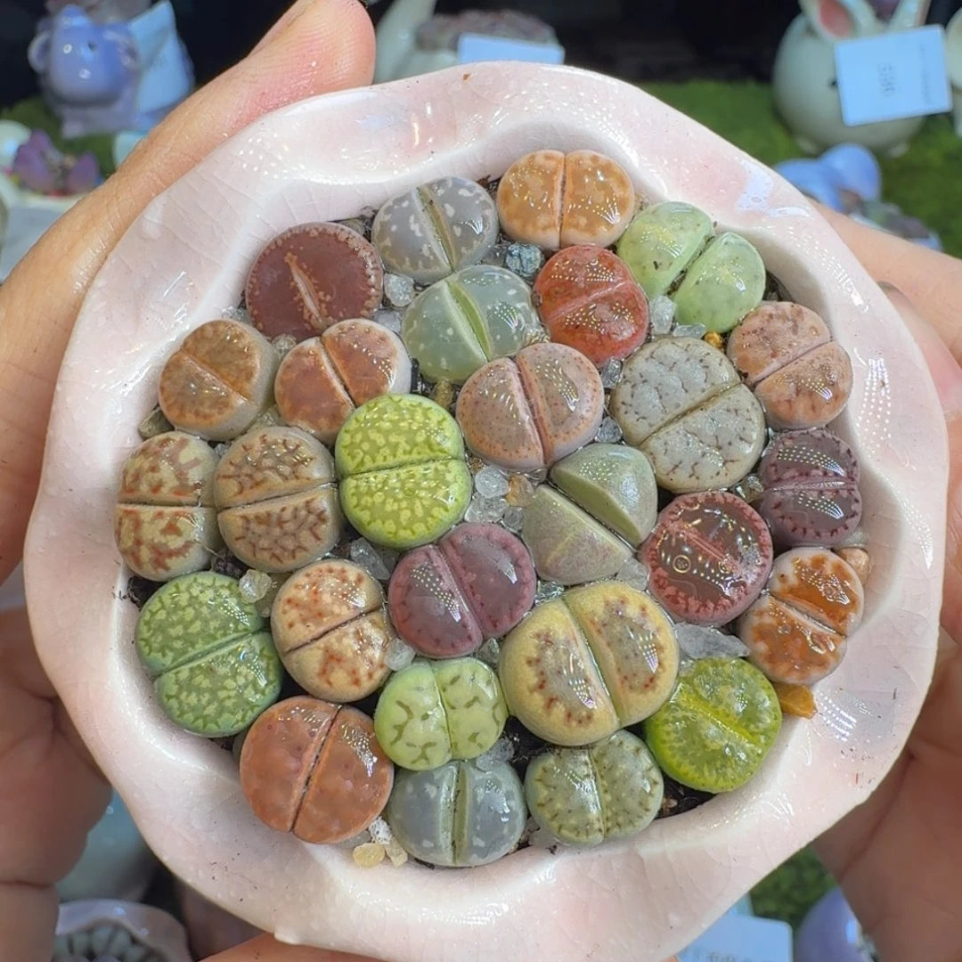 多肉植物福利冲601