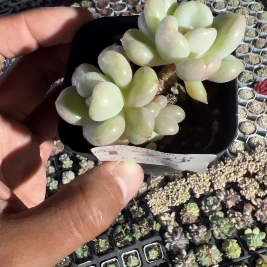 179号比尔盖茨一物一拍满18包邮