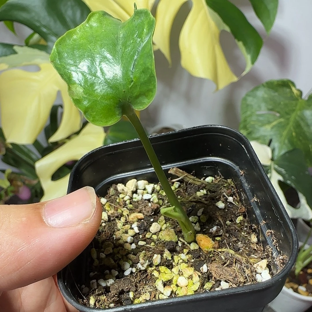 沐***e不开花植物龟背竹