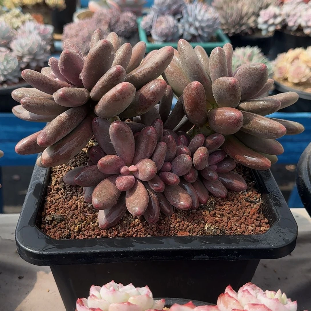 糖果美人大群模特多肉