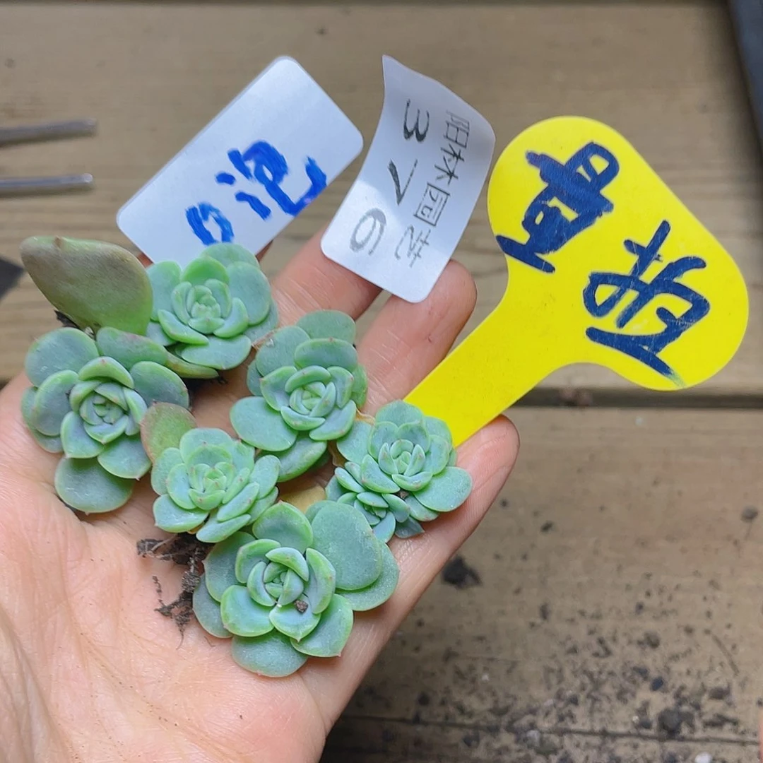 量拍多肉植物多肉植物376